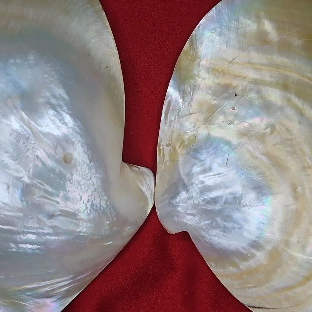 Mother of Pearl Caviar Snack Serving Plates & Knife Shell Polished Trinket